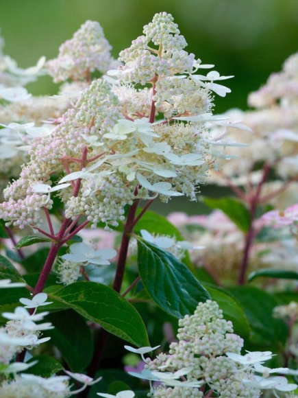 Гортензия Эрли Гари (Early Harry) метельчатая купить с доставкой