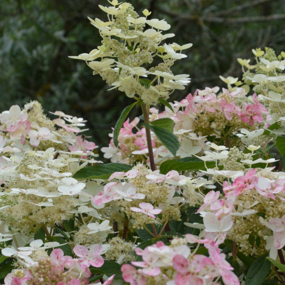 Гортензия Эрли Гари (Early Harry) метельчатая купить с доставкой