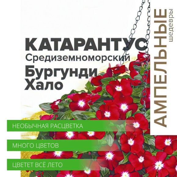 Катарантус Средиземноморский Бургунди Хало [Семена алтая] купить с доставкой