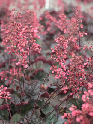 Гейхера Кассис Блэк (Cassis Black)