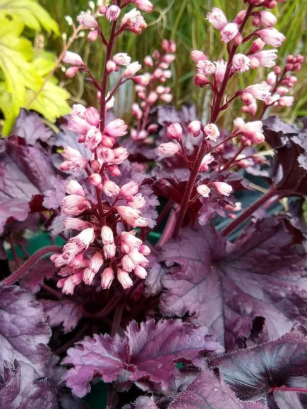 Гейхера Кассис Блэк (Cassis Black) купить с доставкой