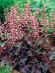 Гейхера Кассис Блэк (Cassis Black) купить с доставкой
