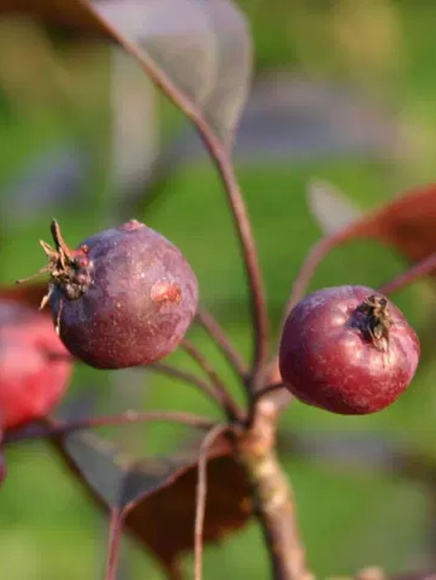 Яблоня Роялти (Royalty) купить с доставкой Яблоня Роялти (Royalty) купить с доставкой