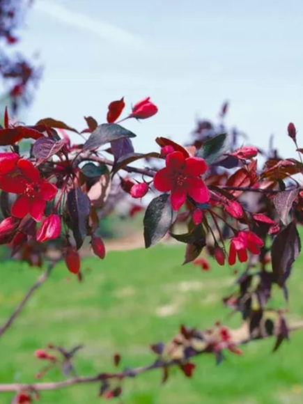 Яблоня Роялти (Royalty) купить с доставкой Яблоня Роялти (Royalty) купить с доставкой