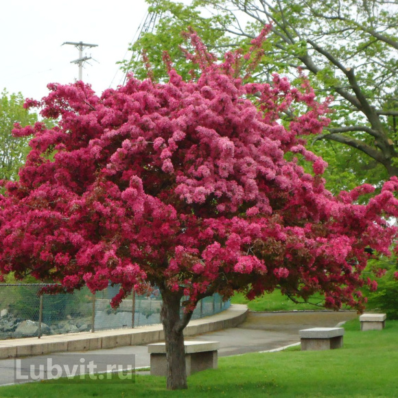 Яблоня Роялти (Royalty) купить с доставкой