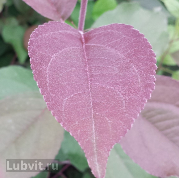 Яблоня Роялти (Royalty) купить с доставкой