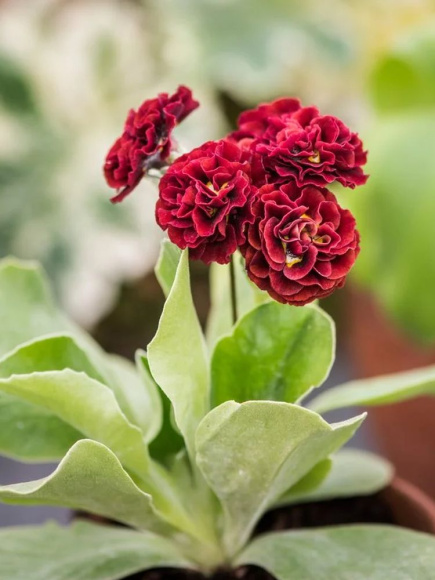 Примула Кримсон Глоу (Crimson Glow) купить с доставкой Примула Кримсон Глоу (Crimson Glow) купить с доставкой