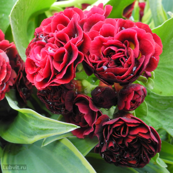 Примула Кримсон Глоу (Crimson Glow) купить с доставкой Примула Кримсон Глоу (Crimson Glow) купить с доставкой