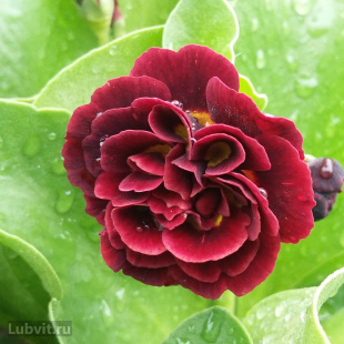 Примула Кримсон Глоу (Crimson Glow)