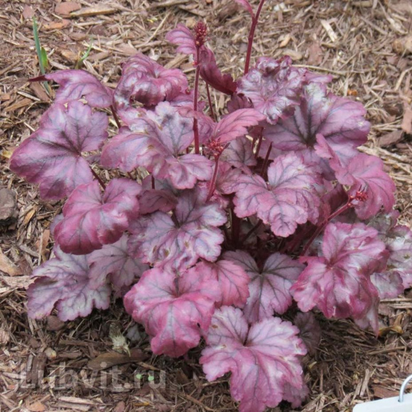 Гейхера Плюм Роял (Plum Royal) купить с доставкой