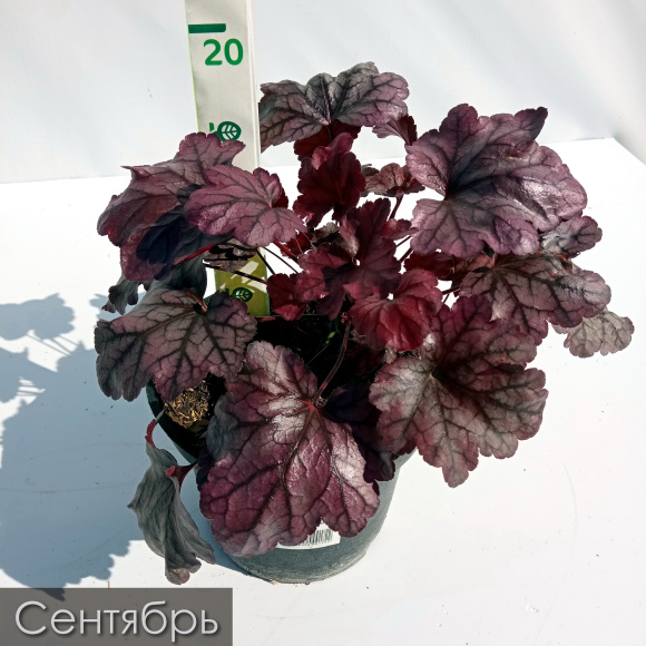 Гейхера Плюм Роял (Plum Royal) купить с доставкой