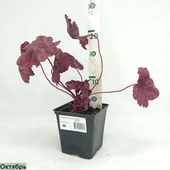Гейхера Плюм Роял (Plum Royal) купить с доставкой