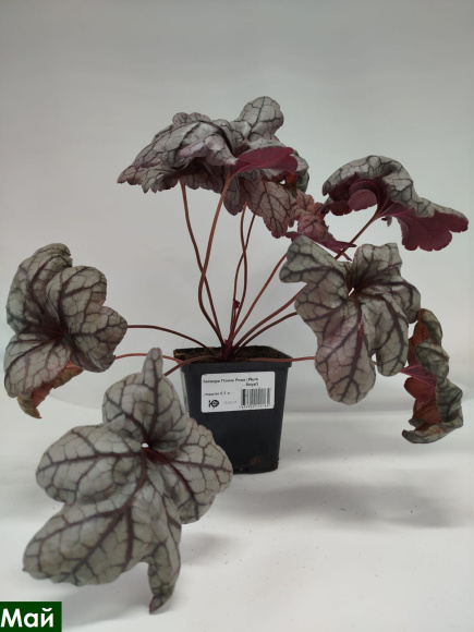 Гейхера Плюм Роял (Plum Royal) купить с доставкой