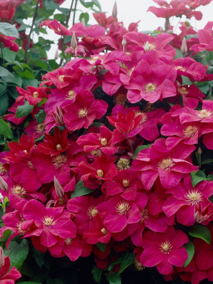 Клематис Руж Кардинал (Rouge Cardinal) Клематис Руж Кардинал (Rouge Cardinal)