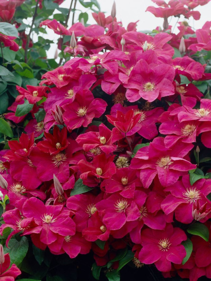 Клематис Руж Кардинал (Rouge Cardinal) купить с доставкой