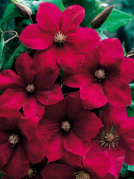 Клематис Руж Кардинал (Rouge Cardinal) купить с доставкой