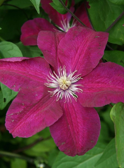 Клематис Руж Кардинал (Rouge Cardinal) купить с доставкой