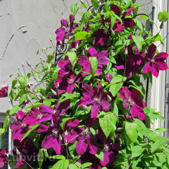 Клематис Руж Кардинал (Rouge Cardinal) купить с доставкой