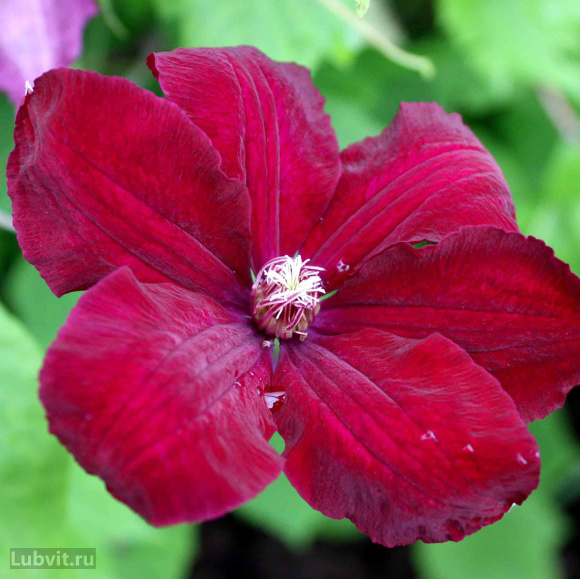 Клематис Руж Кардинал (Rouge Cardinal) купить с доставкой