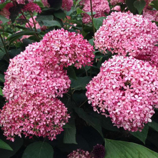 Гортензия Мэджикал Пинкербелл (Magical Pinkerbell) древовидная