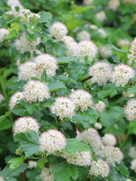 Пузыреплодник Литтл Грин (Little Greeny) купить с доставкой Пузыреплодник Литтл Грин (Little Greeny) купить с доставкой