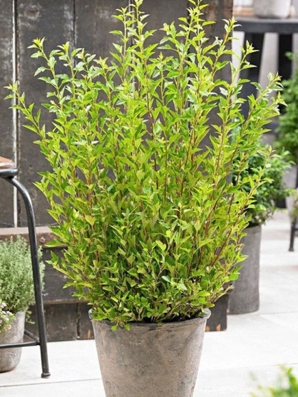 Пузыреплодник Литтл Грин (Little Greeny) купить с доставкой Пузыреплодник Литтл Грин (Little Greeny) купить с доставкой