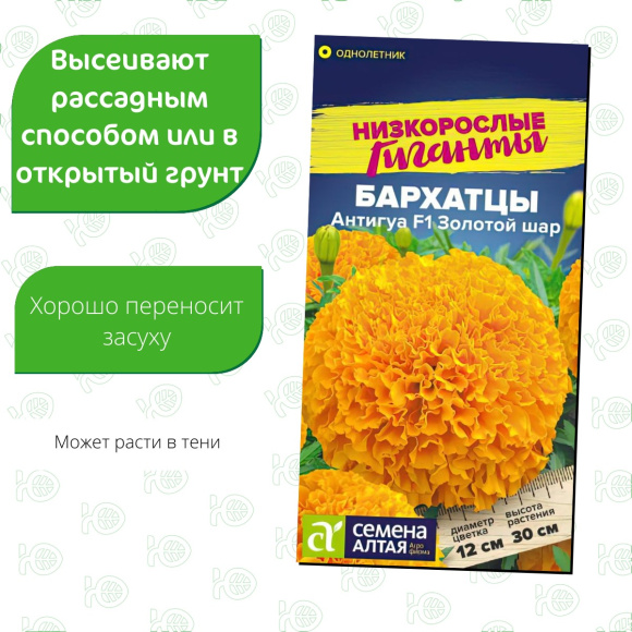 Бархатцы Антигуа Золотой шар [Семена алтая] купить с доставкой