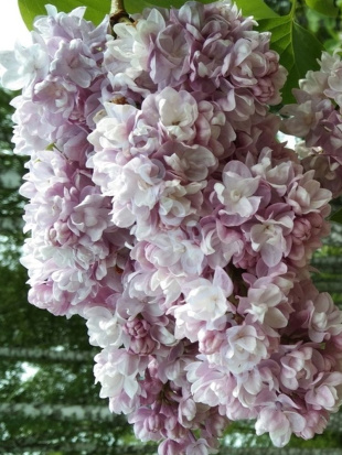 Сирень Михайло Ломоносов PBR