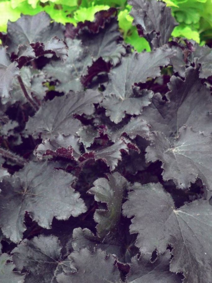 Гейхера Бинош (Binoche) купить с доставкой