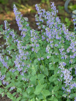Котовник Фассена Блю Вандер (Blue Wonder) Котовник Фассена Блю Вандер (Blue Wonder)