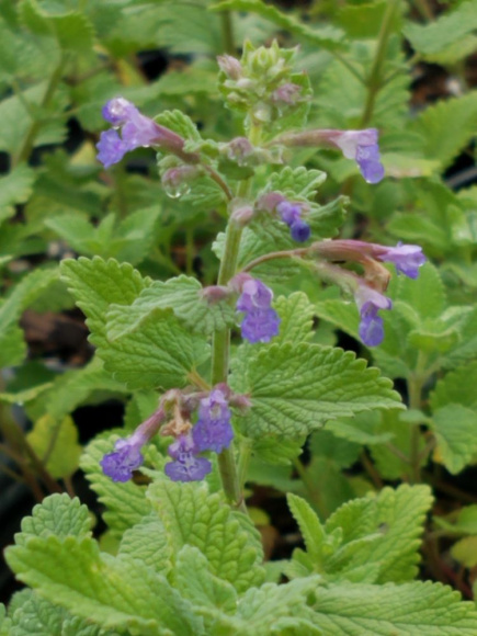 Котовник Фассена Блю Вандер (Blue Wonder) купить с доставкой