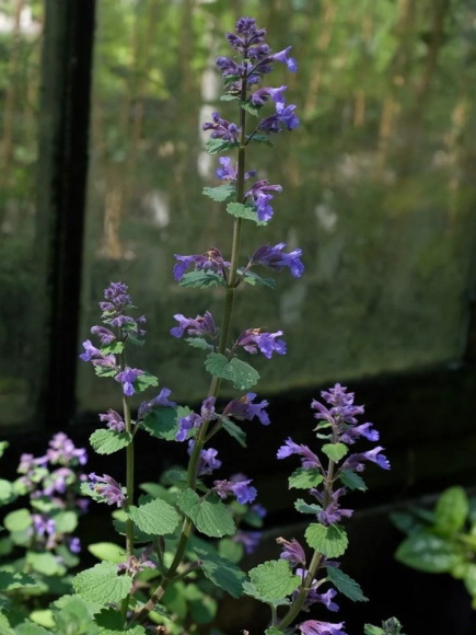 Котовник Фассена Блю Вандер (Blue Wonder) купить с доставкой