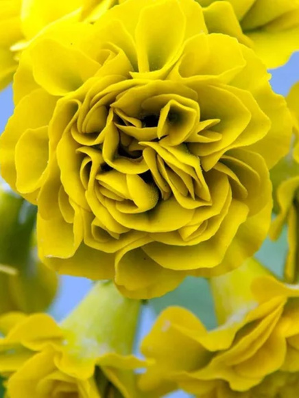 Примула Форест Лемон (Forest Lemon) купить с доставкой