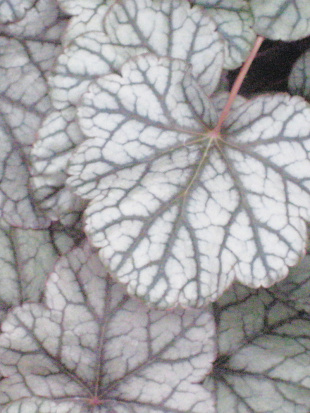 Гейхера Сильвер Скроллс (Silver Scrolls)