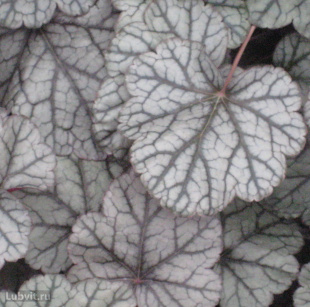 Гейхера Сильвер Скроллс (Silver Scrolls) Гейхера Сильвер Скроллс (Silver Scrolls)