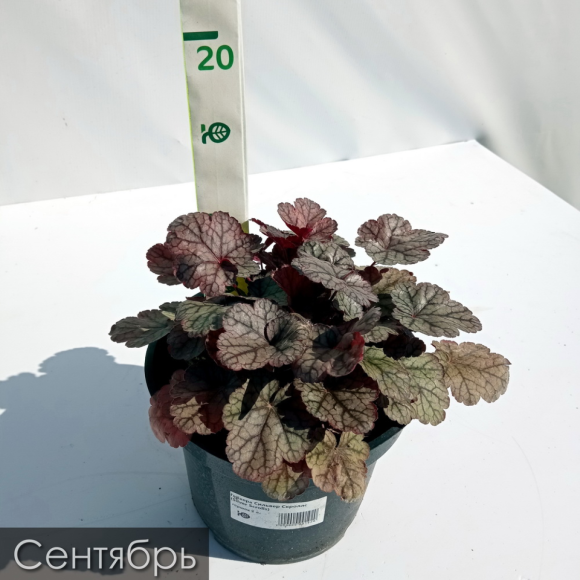 Гейхера Сильвер Скроллс (Silver Scrolls) купить с доставкой