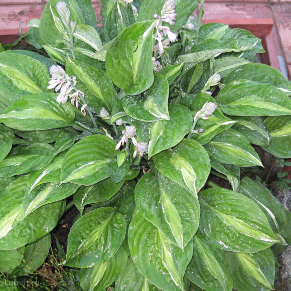 Хоста Стриптиз (Striptease) [M] купить с доставкой