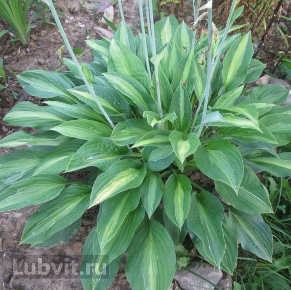 Хоста Стриптиз (Striptease) [M] купить с доставкой