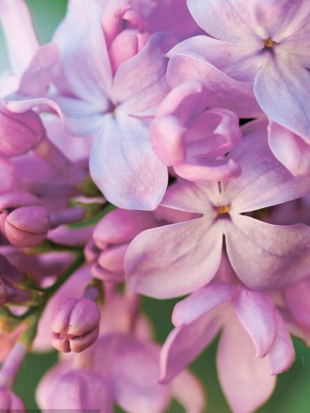 Сирень Маршал Бирюзов