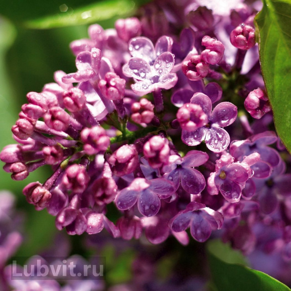 Сирень Маршал Бирюзов купить с доставкой