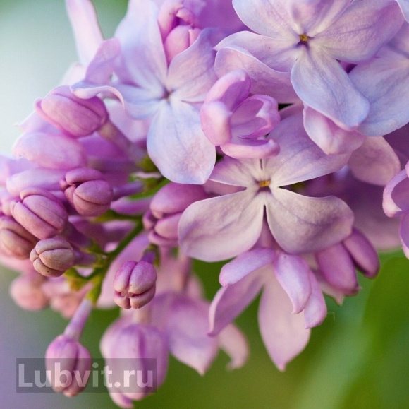 Сирень Маршал Бирюзов купить с доставкой