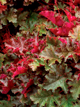 Гейхера Чоколат раффлз (Chocolate Ruffles)