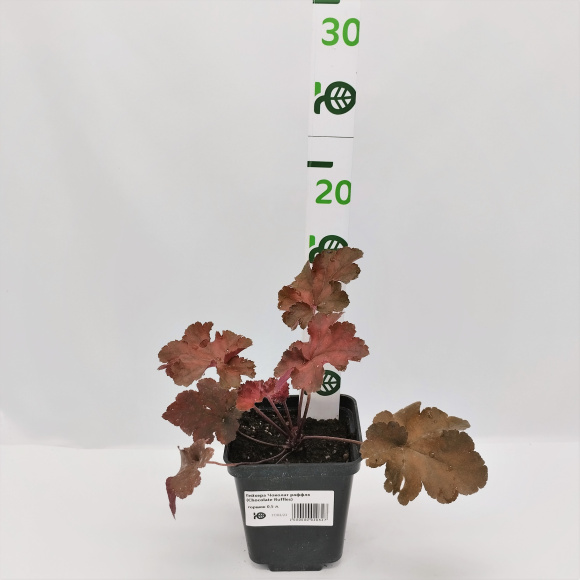 Гейхера Чоколат раффлз (Chocolate Ruffles) купить с доставкой Гейхера Чоколат раффлз (Chocolate Ruffles) купить с доставкой