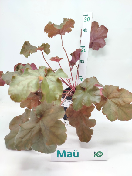 Гейхера Чоколат раффлз (Chocolate Ruffles) купить с доставкой Гейхера Чоколат раффлз (Chocolate Ruffles) купить с доставкой