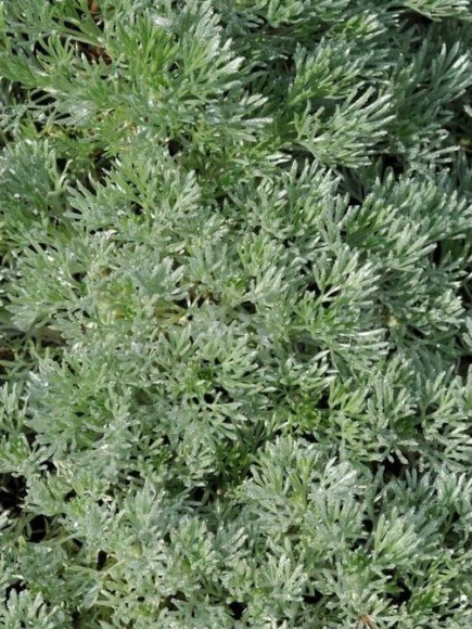 Полынь Шмидта Нана купить с доставкой