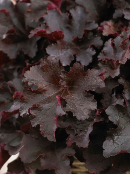 Гейхера Билберри (Bilberry) купить с доставкой