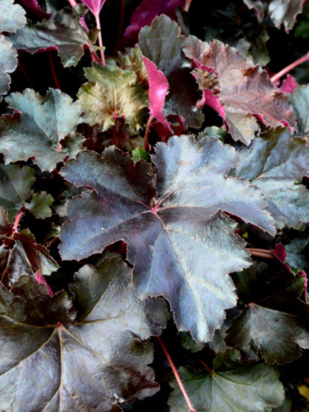 Гейхера Билберри (Bilberry) купить с доставкой