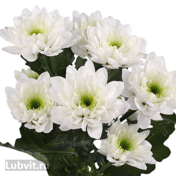 Хризантема садовая Балтика Уайт (Baltica White) купить с доставкой Хризантема садовая Балтика Уайт (Baltica White) купить с доставкой