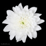 Хризантема садовая Балтика Уайт (Baltica White) можно купить недорого с доставкой в питомнике Любвитский