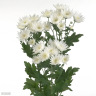 Хризантема садовая Балтика Уайт (Baltica White)